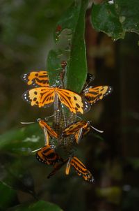 amazon jungle butterfly (28)