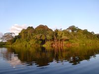 Amazonas Wasserwelt