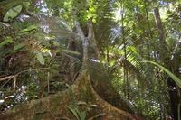 Amazonasurwald-Tour